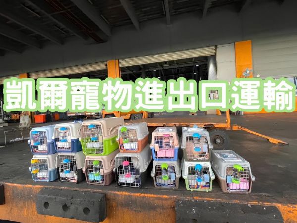 2024/07/8『寵物回台』寵物中國回台/菲律賓回台/柬埔寨回台/香港回台